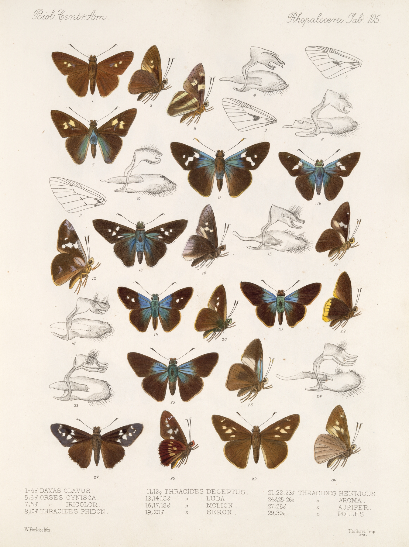 Insecta Lepidoptera-Rhopalocera Pl 106 by Frederick DuCane Godman