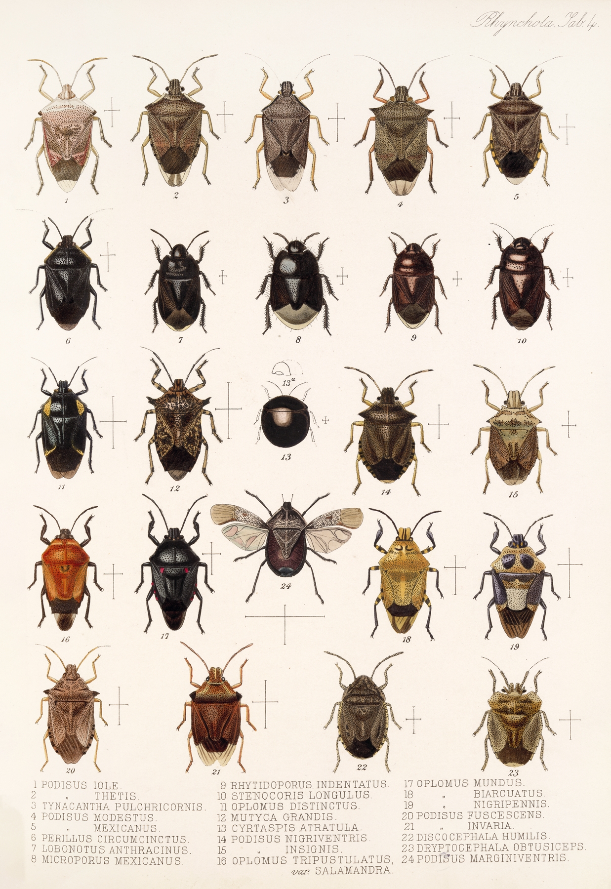 Insecta Rhynchota Hemiptera-Heteroptera Pl 04 by Frederick DuCane Godman