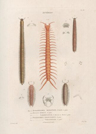 Insectes recueillis en Afrique et en Amérique Pl.05 by Jean Gabriel Prêtre