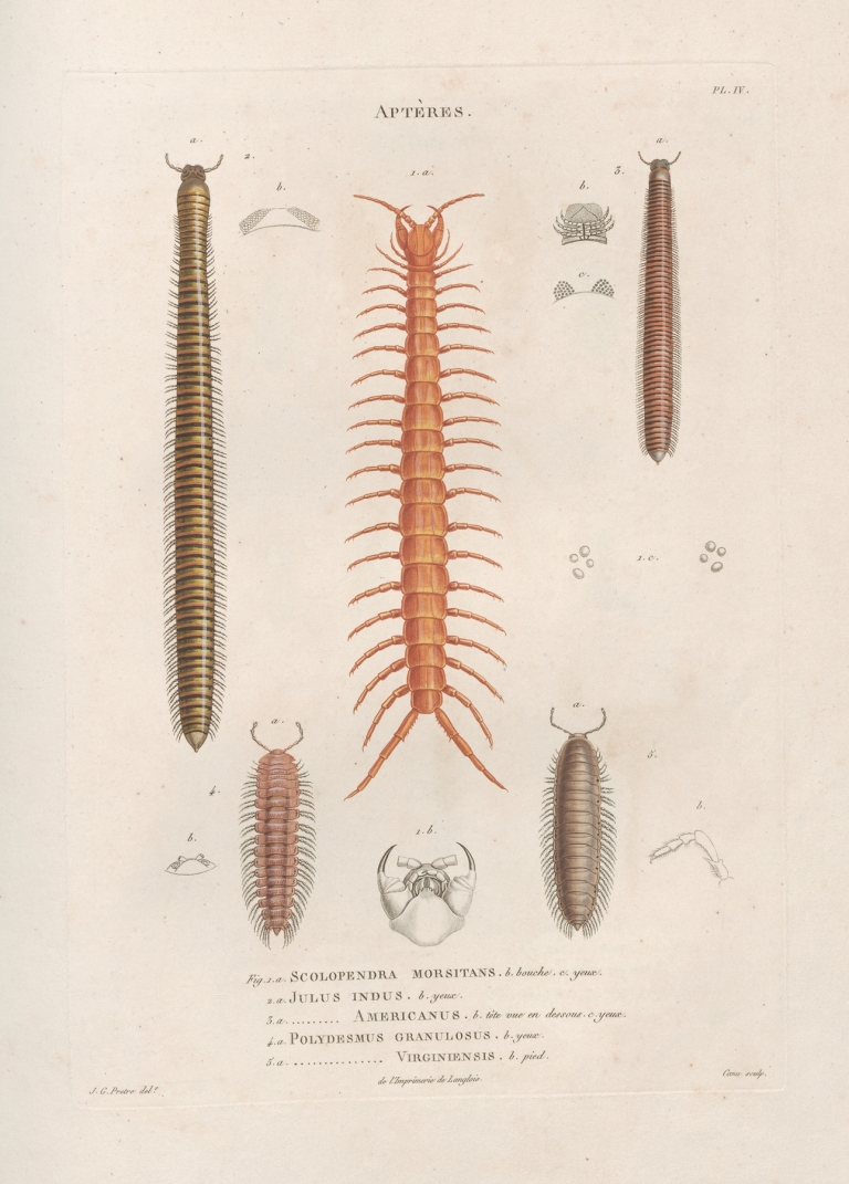 Insectes recueillis en Afrique et en Amérique Pl.05 by Jean Gabriel Prêtre