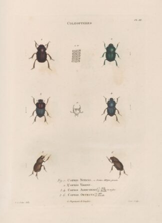 Insectes recueillis en Afrique et en Amérique Pl.15 by Jean Gabriel Prêtre