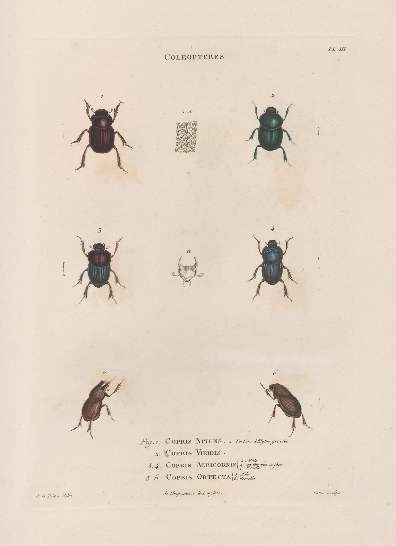 Insectes recueillis en Afrique et en Amérique Pl.15 by Jean Gabriel Prêtre