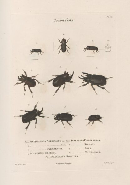 Insectes recueillis en Afrique et en Amérique Pl.17 by Jean Gabriel Prêtre