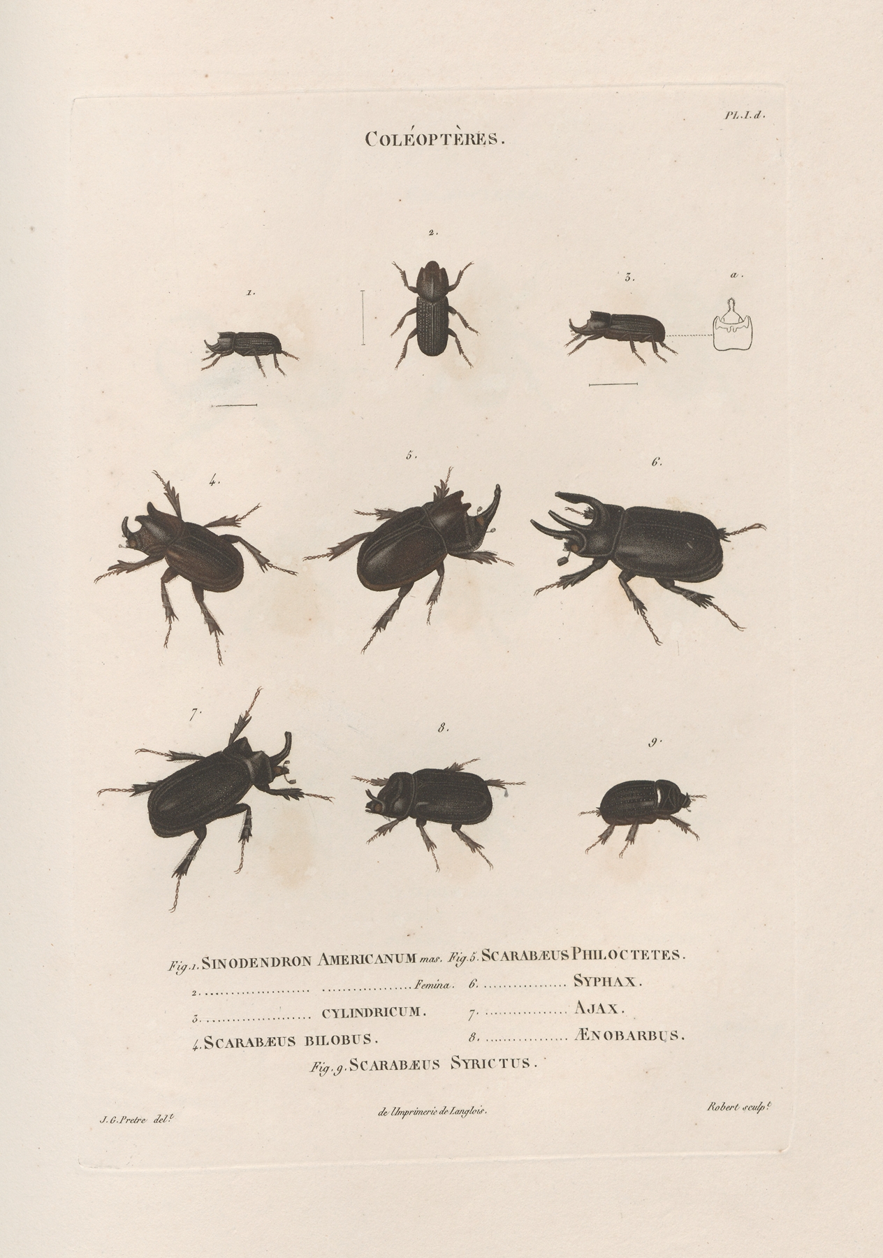Insectes recueillis en Afrique et en Amérique Pl.17 by Jean Gabriel Prêtre