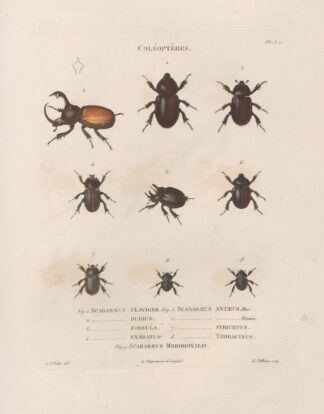 Insectes recueillis en Afrique et en Amérique Pl.18 by Jean Gabriel Prêtre
