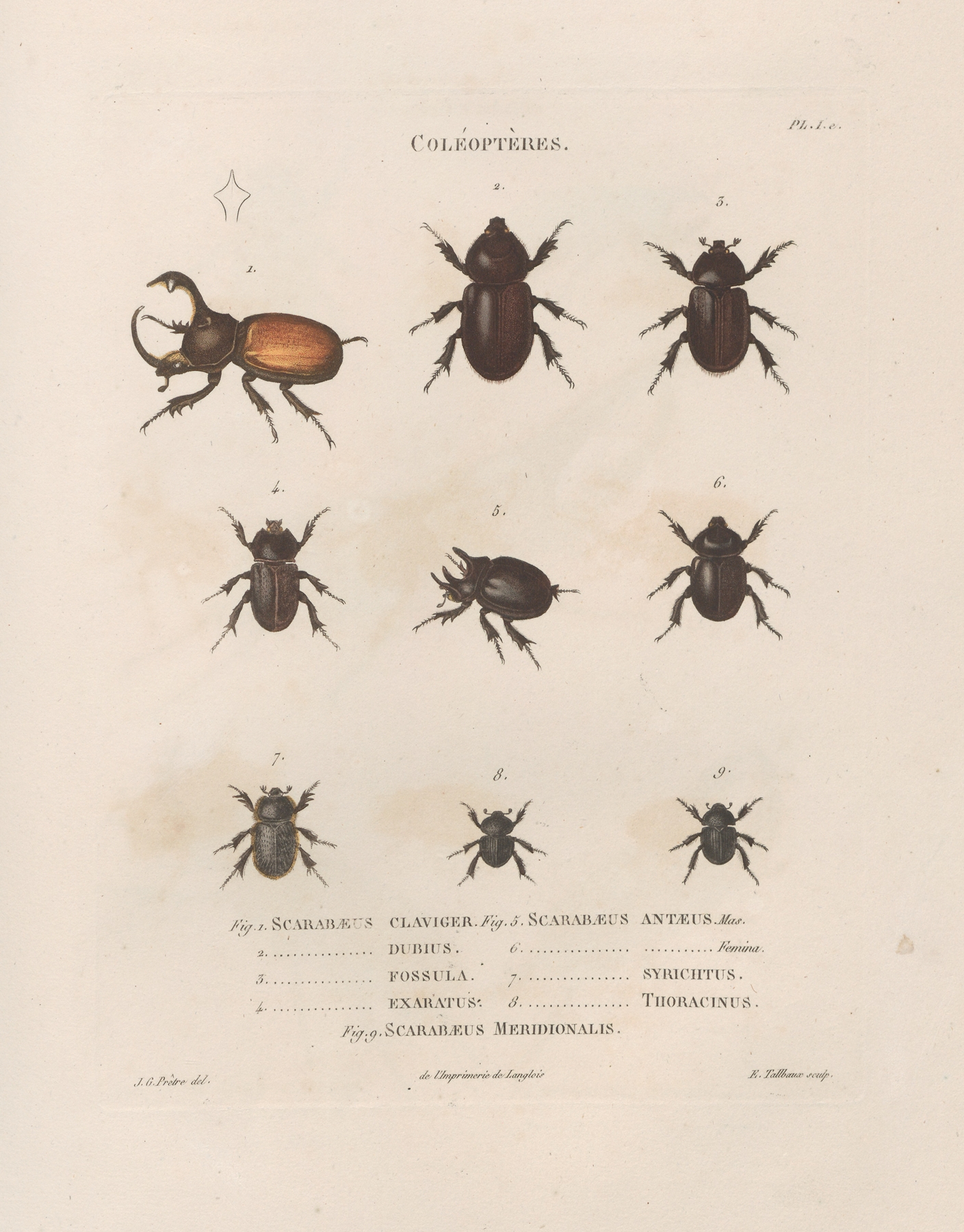 Insectes recueillis en Afrique et en Amérique Pl.18 by Jean Gabriel Prêtre
