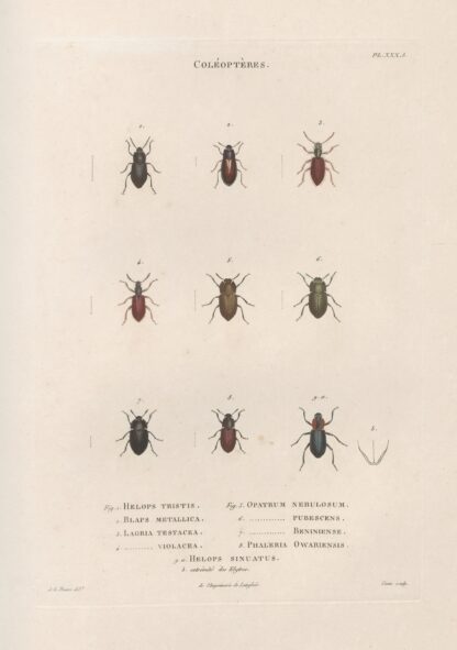 Insectes recueillis en Afrique et en Amérique Pl.28 by Jean Gabriel Prêtre