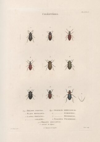 Insectes recueillis en Afrique et en Amérique Pl.28 by Jean Gabriel Prêtre
