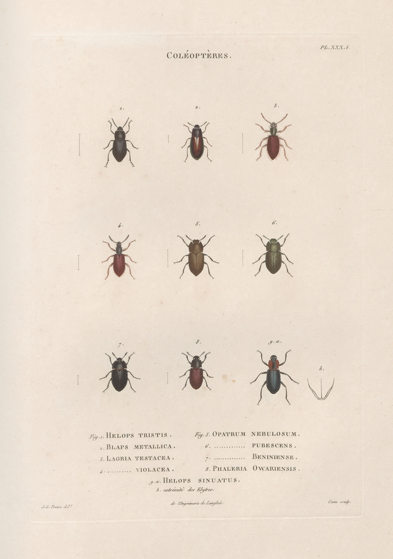 Insectes recueillis en Afrique et en Amérique Pl.28 by Jean Gabriel Prêtre