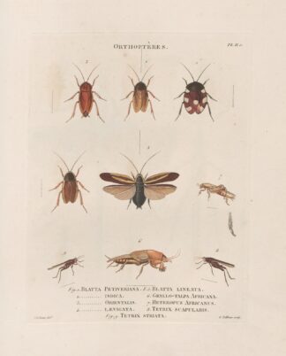 Insectes recueillis en Afrique et en Amérique Pl.38 by Jean Gabriel Prêtre