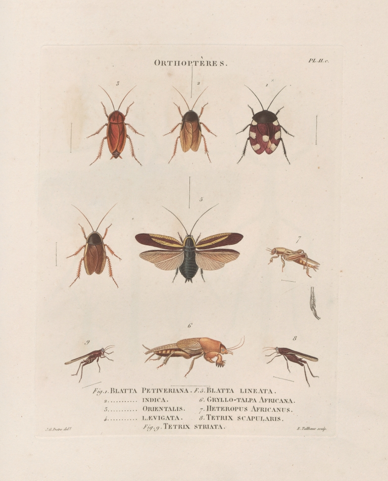 Insectes recueillis en Afrique et en Amérique Pl.38 by Jean Gabriel Prêtre