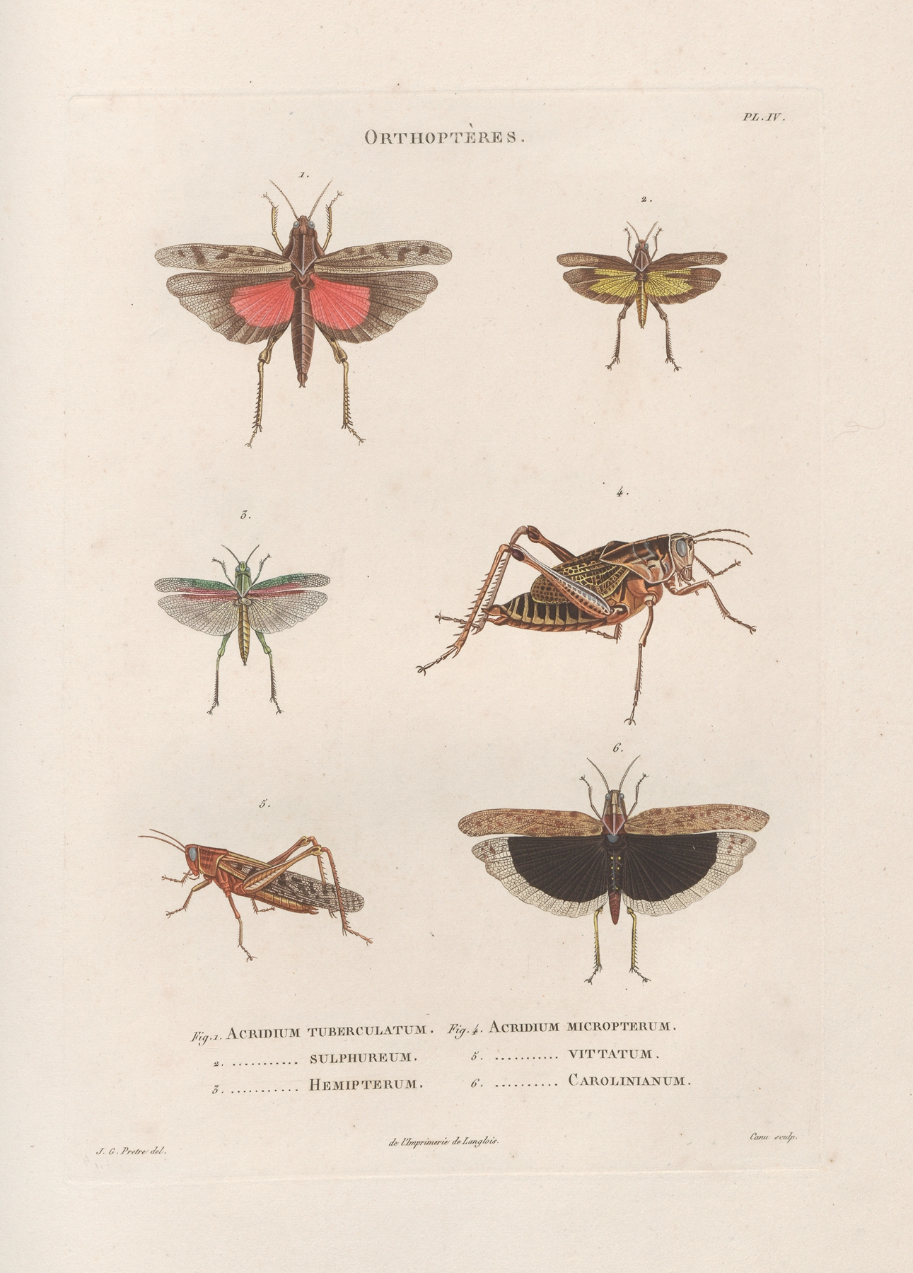 Insectes recueillis en Afrique et en Amérique Pl.45 by Jean Gabriel Prêtre