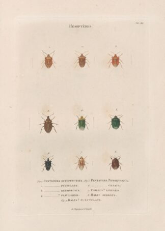 Insectes recueillis en Afrique et en Amérique Pl.54 by Jean Gabriel Prêtre