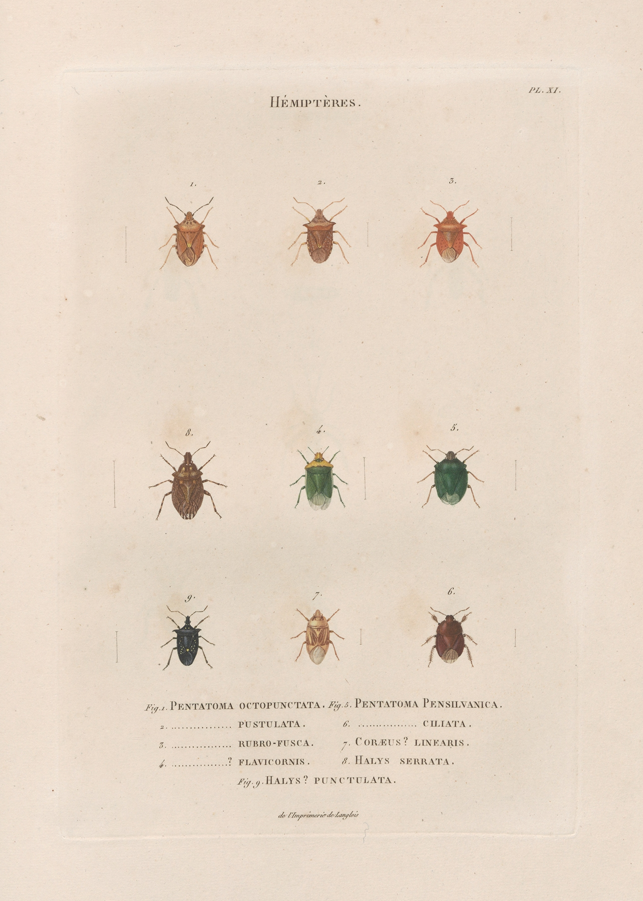 Insectes recueillis en Afrique et en Amérique Pl.54 by Jean Gabriel Prêtre