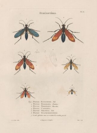 Insectes recueillis en Afrique et en Amérique Pl.70 by Jean Gabriel Prêtre