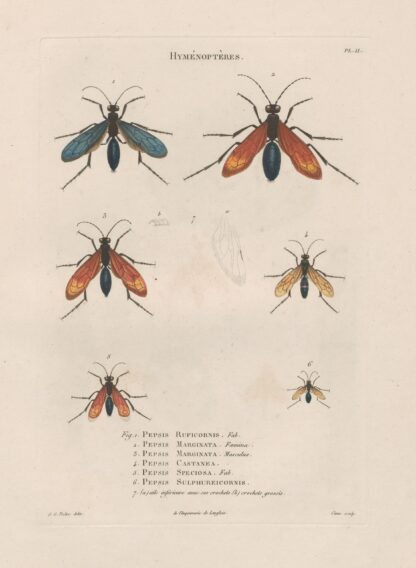 Insectes recueillis en Afrique et en Amérique Pl.70 by Jean Gabriel Prêtre