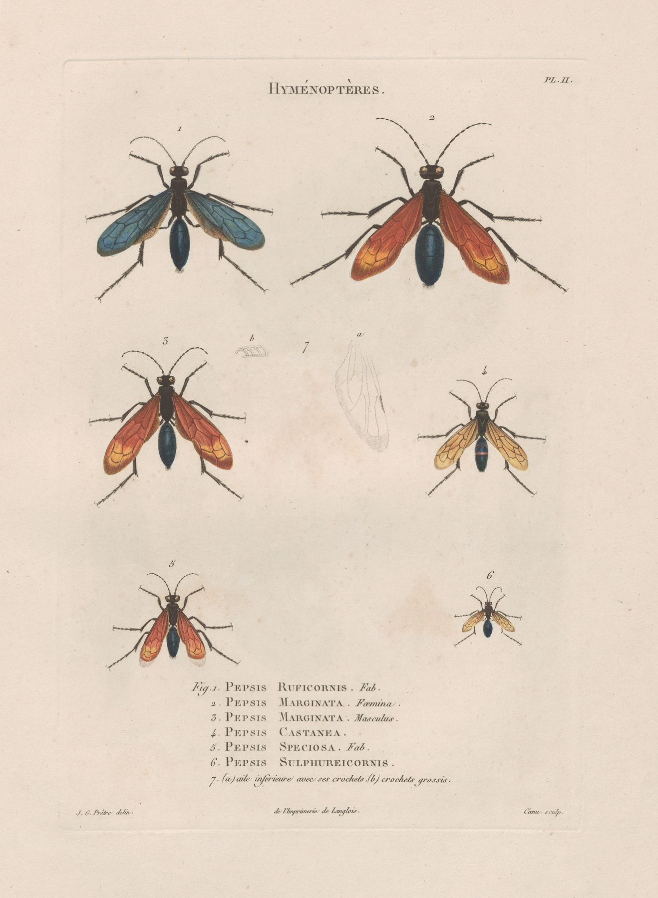 Insectes recueillis en Afrique et en Amérique Pl.70 by Jean Gabriel Prêtre