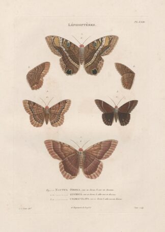 Insectes recueillis en Afrique et en Amérique Pl.77 by Jean Gabriel Prêtre