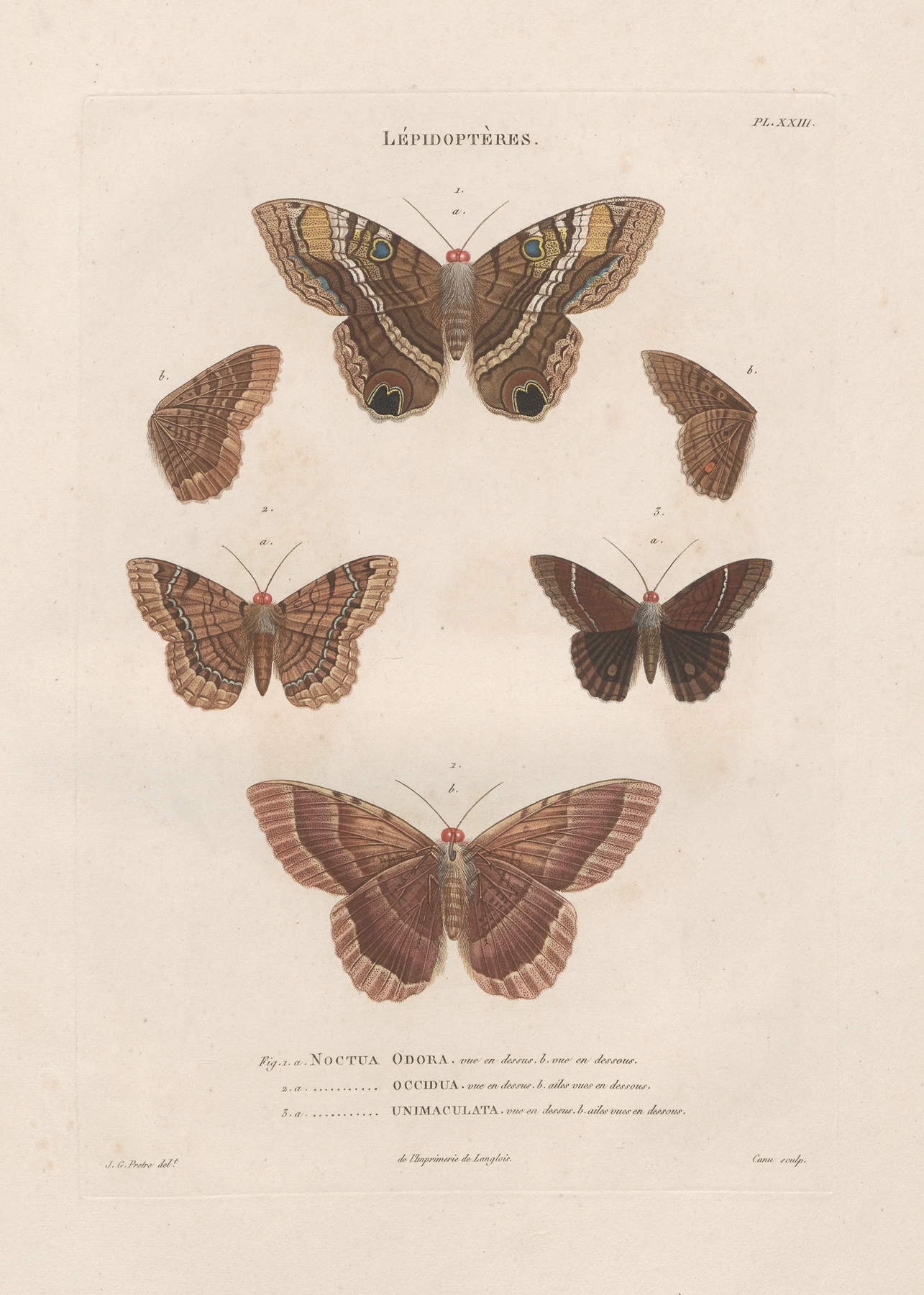 Insectes recueillis en Afrique et en Amérique Pl.77 by Jean Gabriel Prêtre