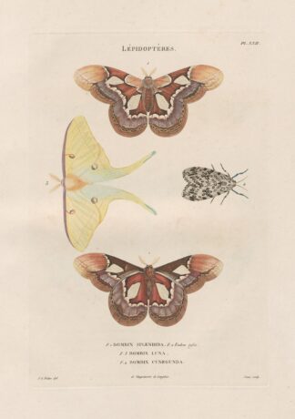 Insectes recueillis en Afrique et en Amérique Pl.86 by Jean Gabriel Prêtre