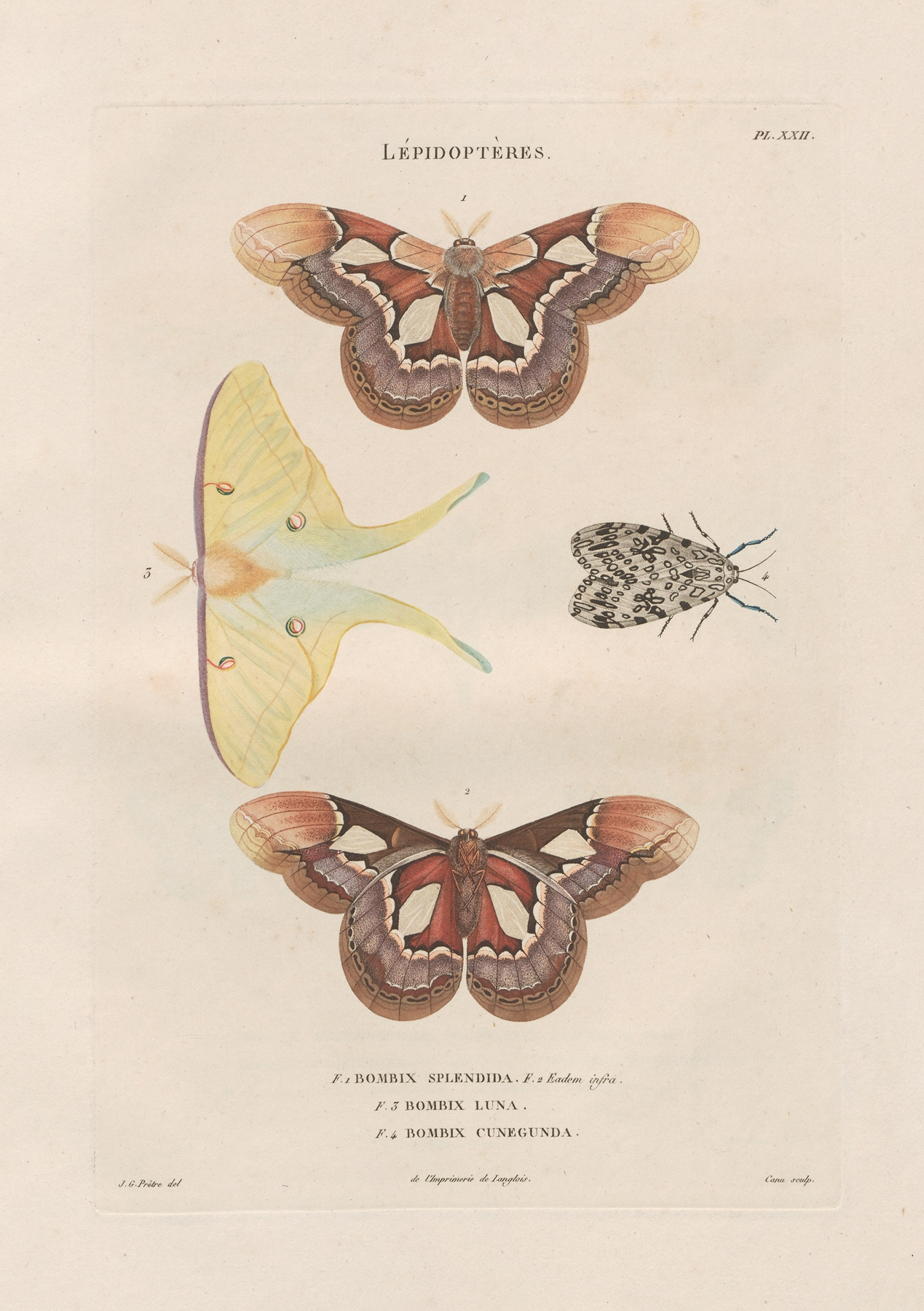 Insectes recueillis en Afrique et en Amérique Pl.86 by Jean Gabriel Prêtre