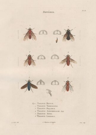 Insectes recueillis en Afrique et en Amérique Pl.89 by Jean Gabriel Prêtre