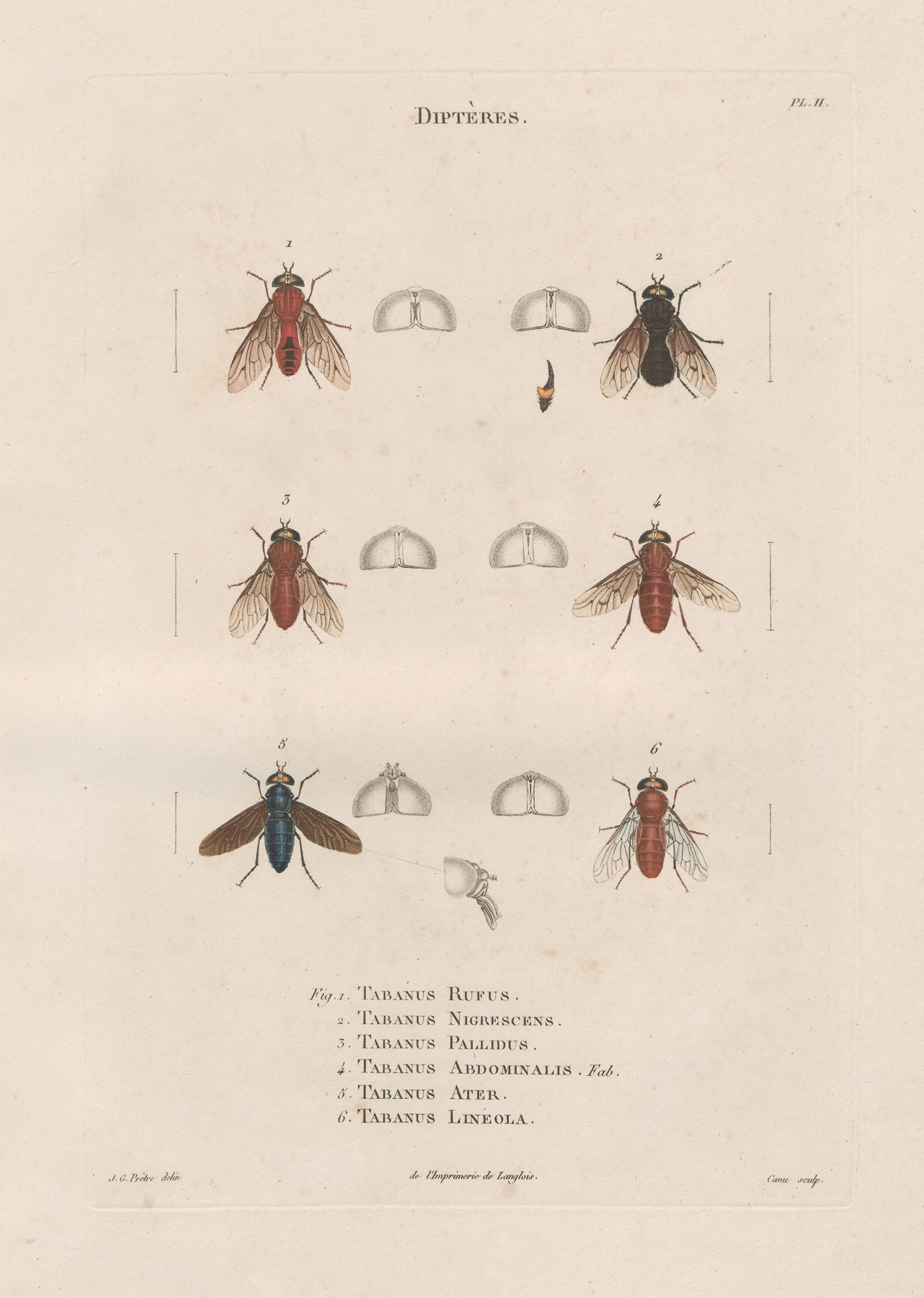 Insectes recueillis en Afrique et en Amérique Pl.89 by Jean Gabriel Prêtre