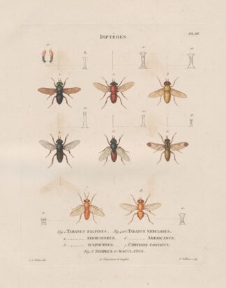 Insectes recueillis en Afrique et en Amérique Pl.90 by Jean Gabriel Prêtre