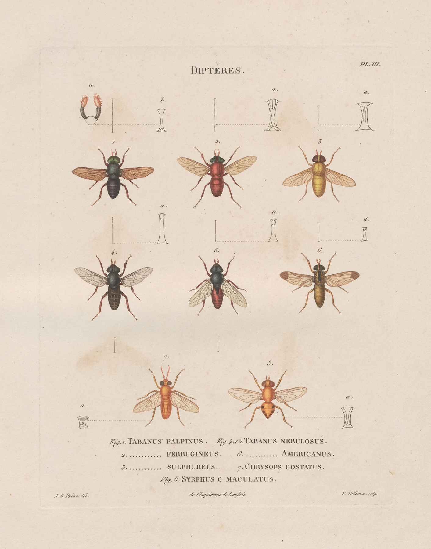 Insectes recueillis en Afrique et en Amérique Pl.90 by Jean Gabriel Prêtre
