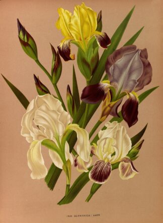 Iris Germanica Varr by Arentina Hendrica Arendsen