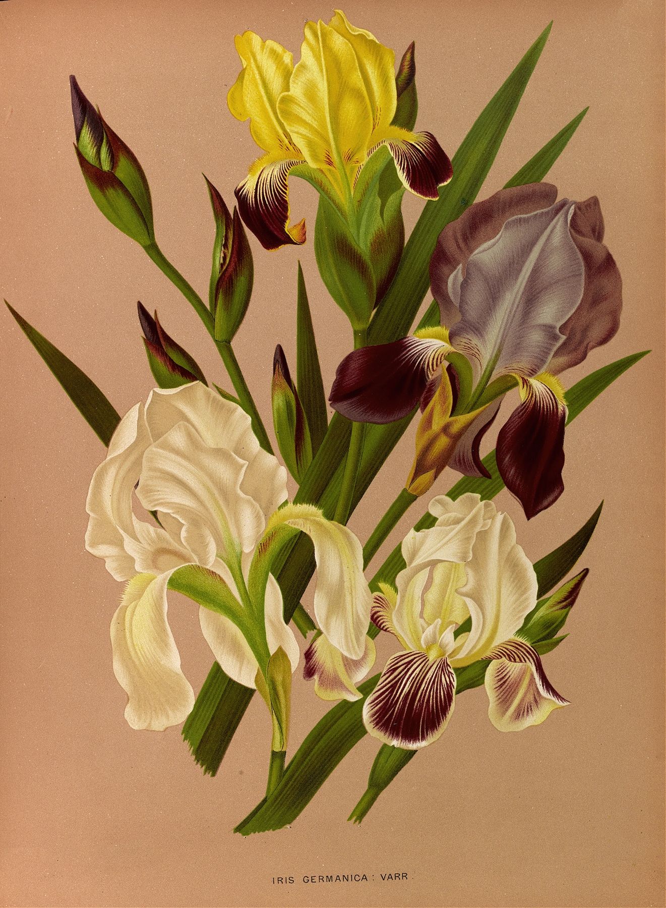 Iris Germanica Varr by Arentina Hendrica Arendsen