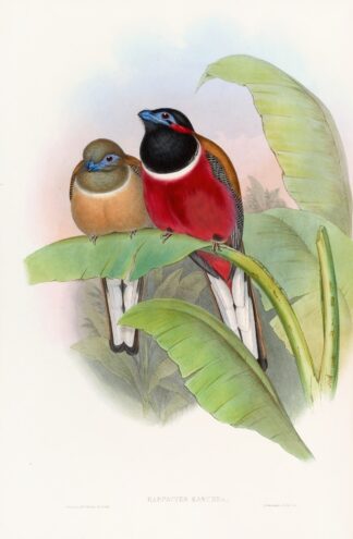 Kasumba Trogon by John Gould