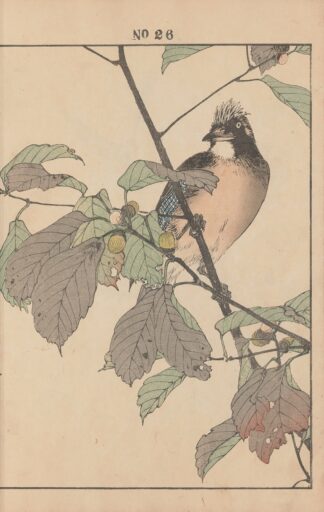 Keinen kachō gafu Pl.028 by Imao Keinen