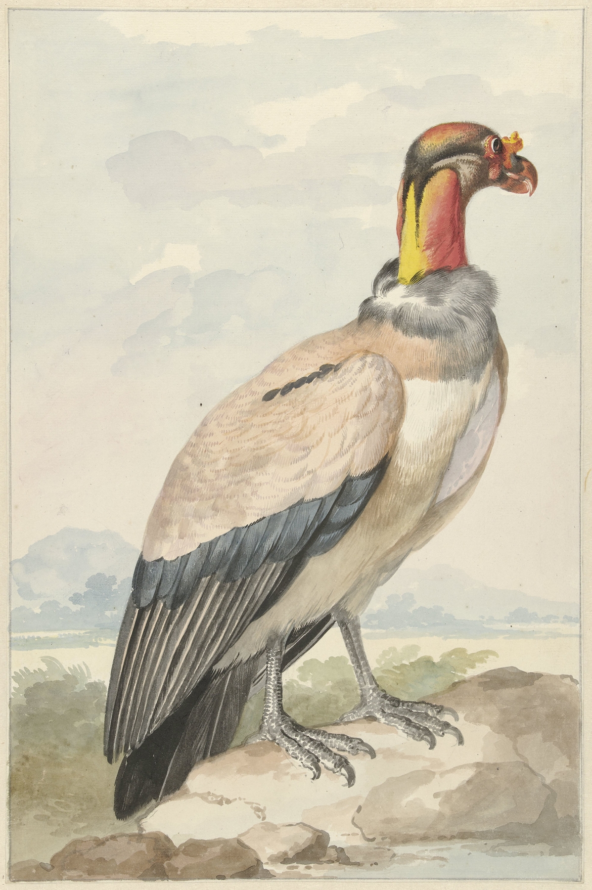 Koningsgier by Aert Schouman