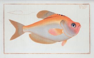 Kyrtus indicus. by Marcus Elieser Bloch