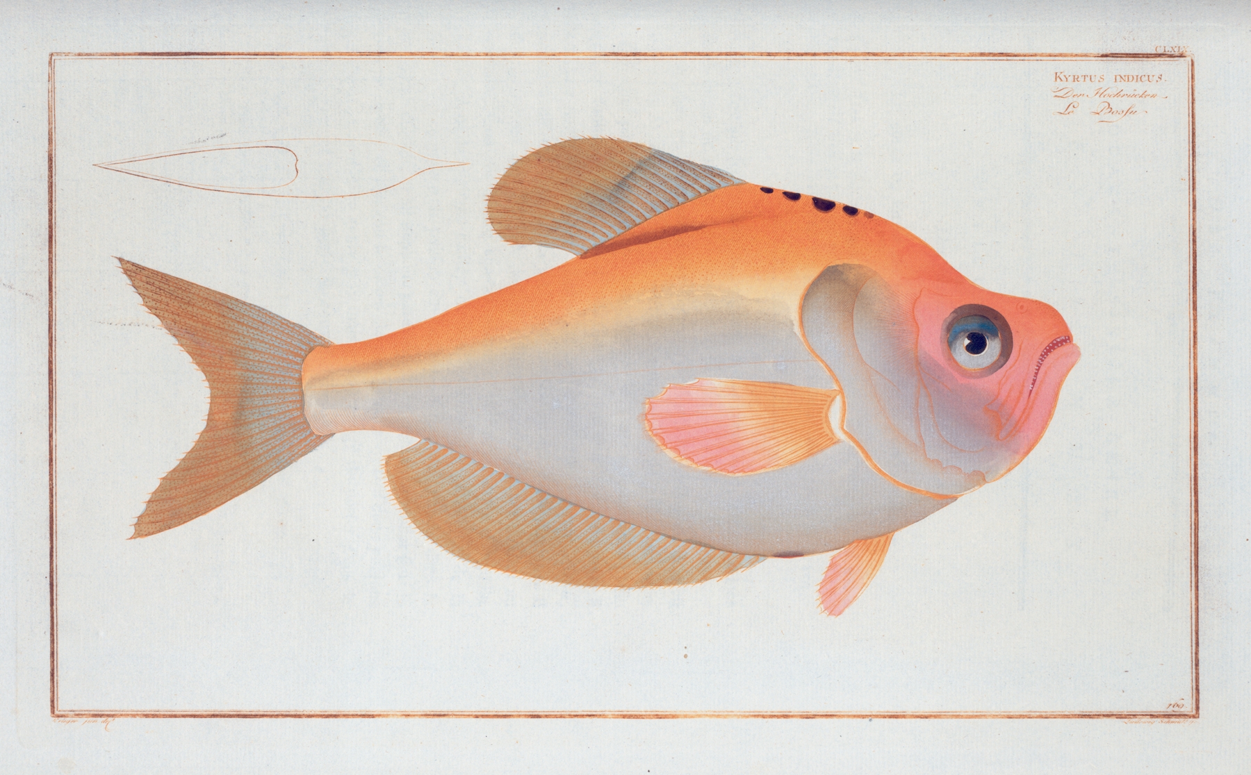 Kyrtus indicus. by Marcus Elieser Bloch