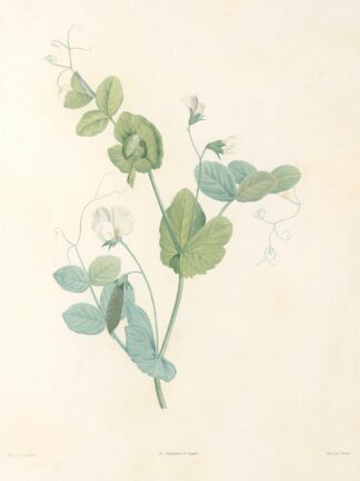 La botanique de J. J. Rousseau Pl 14 by Pierre Joseph Redouté