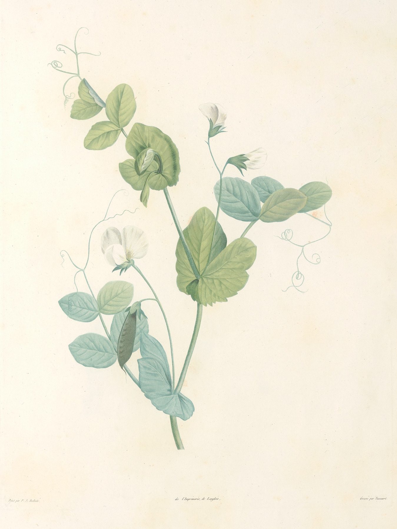 La botanique de J. J. Rousseau Pl 14 by Pierre Joseph Redouté