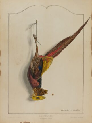 La Chasse; Le Faisan Dore by Édouard Traviès