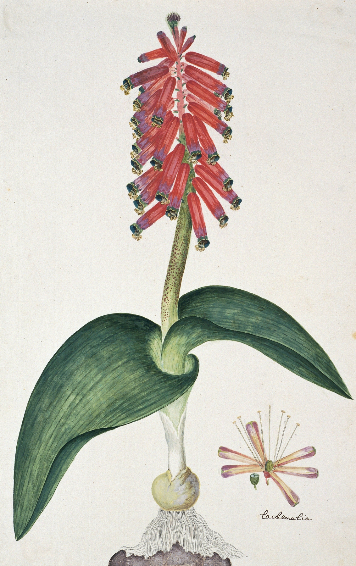 Lachenalia bulbifera by Robert Jacob Gordon