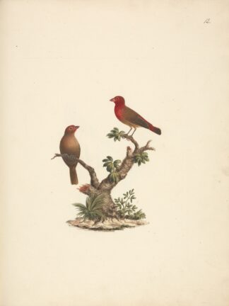 Lagonosticta senegala by Luigi Balugani