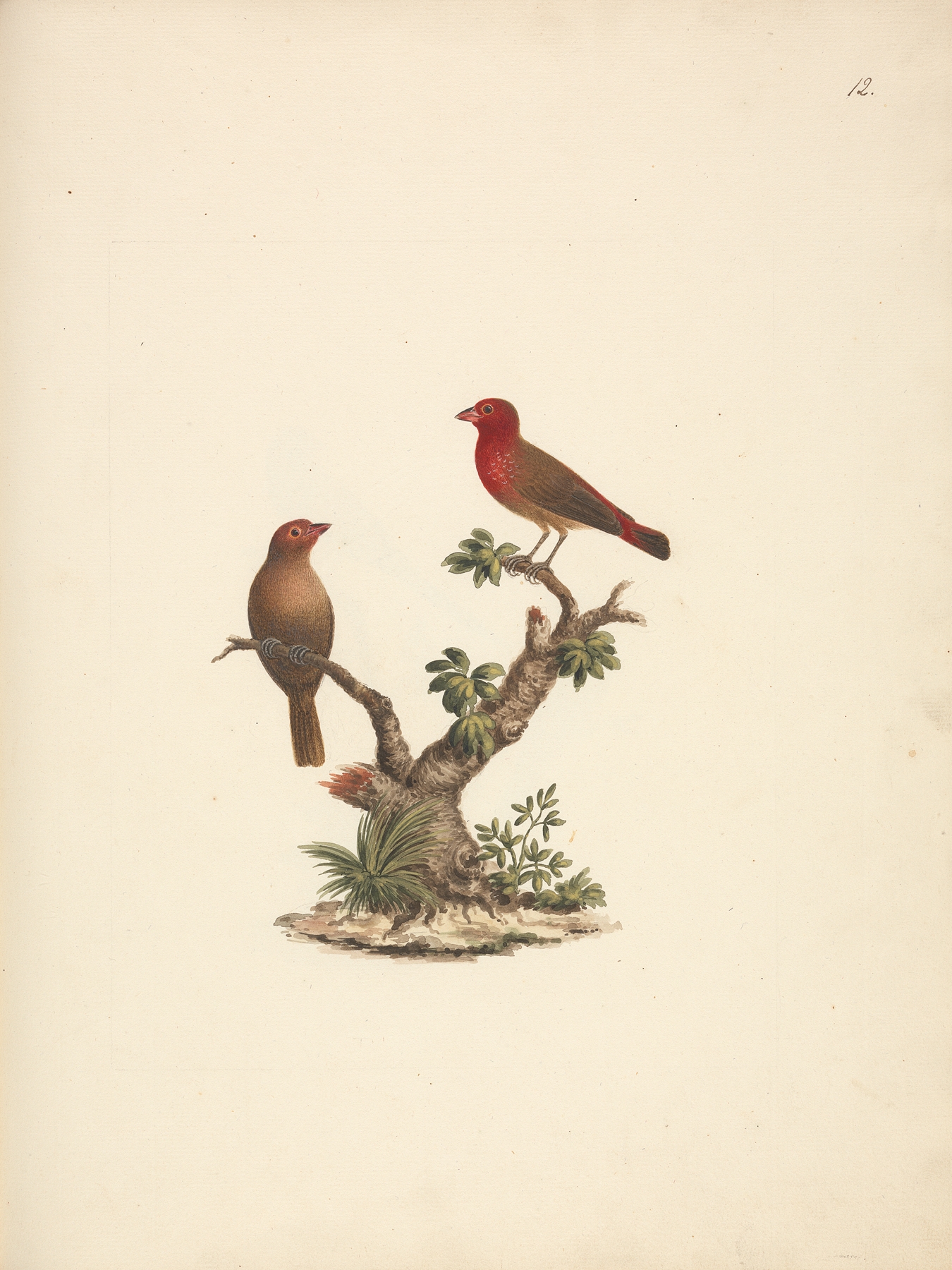 Lagonosticta senegala by Luigi Balugani