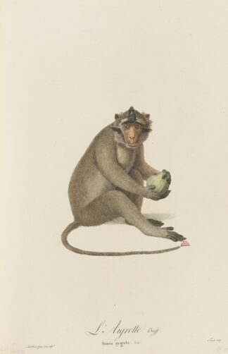 L’Aigrette by Jean-Baptiste Audebert