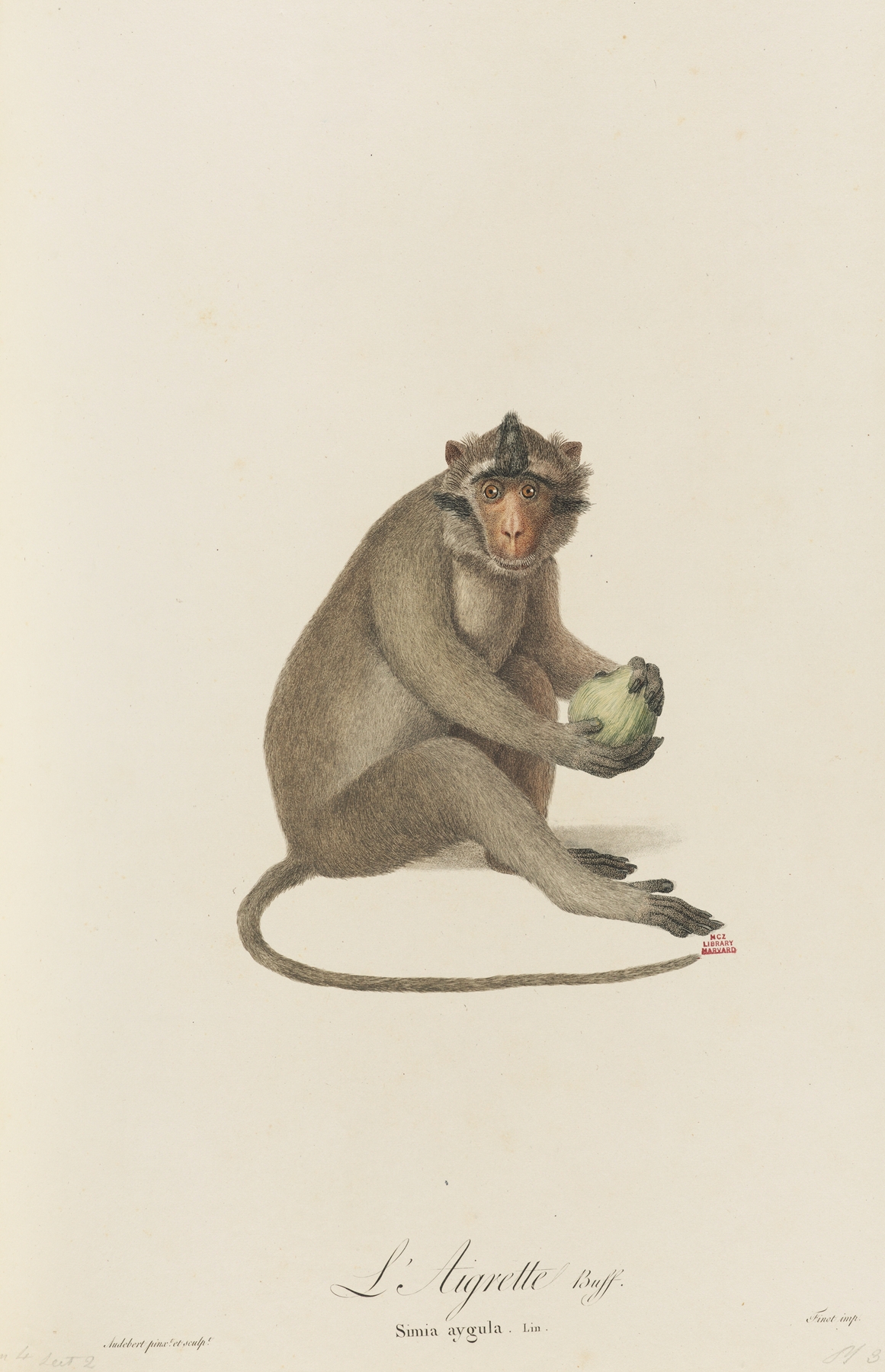 L’Aigrette by Jean-Baptiste Audebert