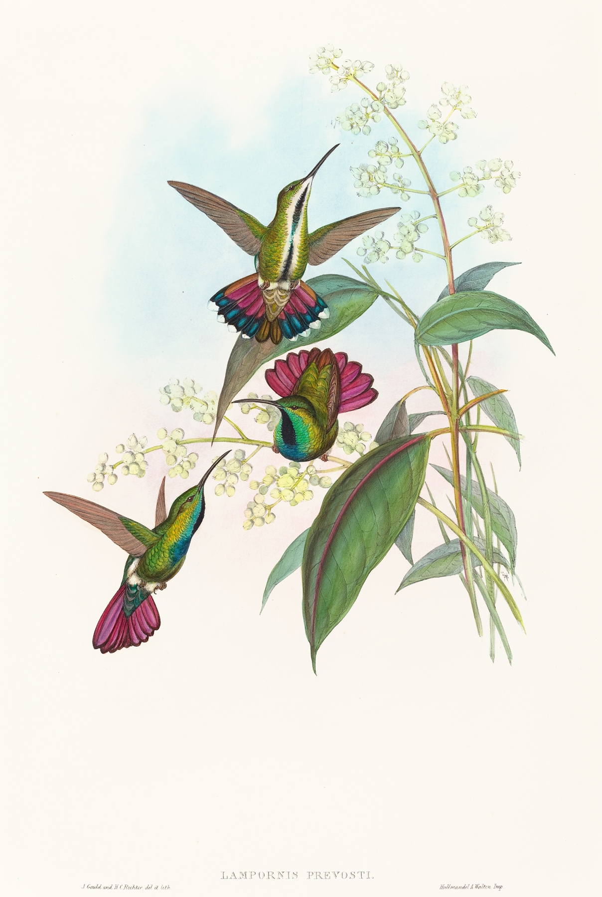 Lampornis prevosti by John Gould