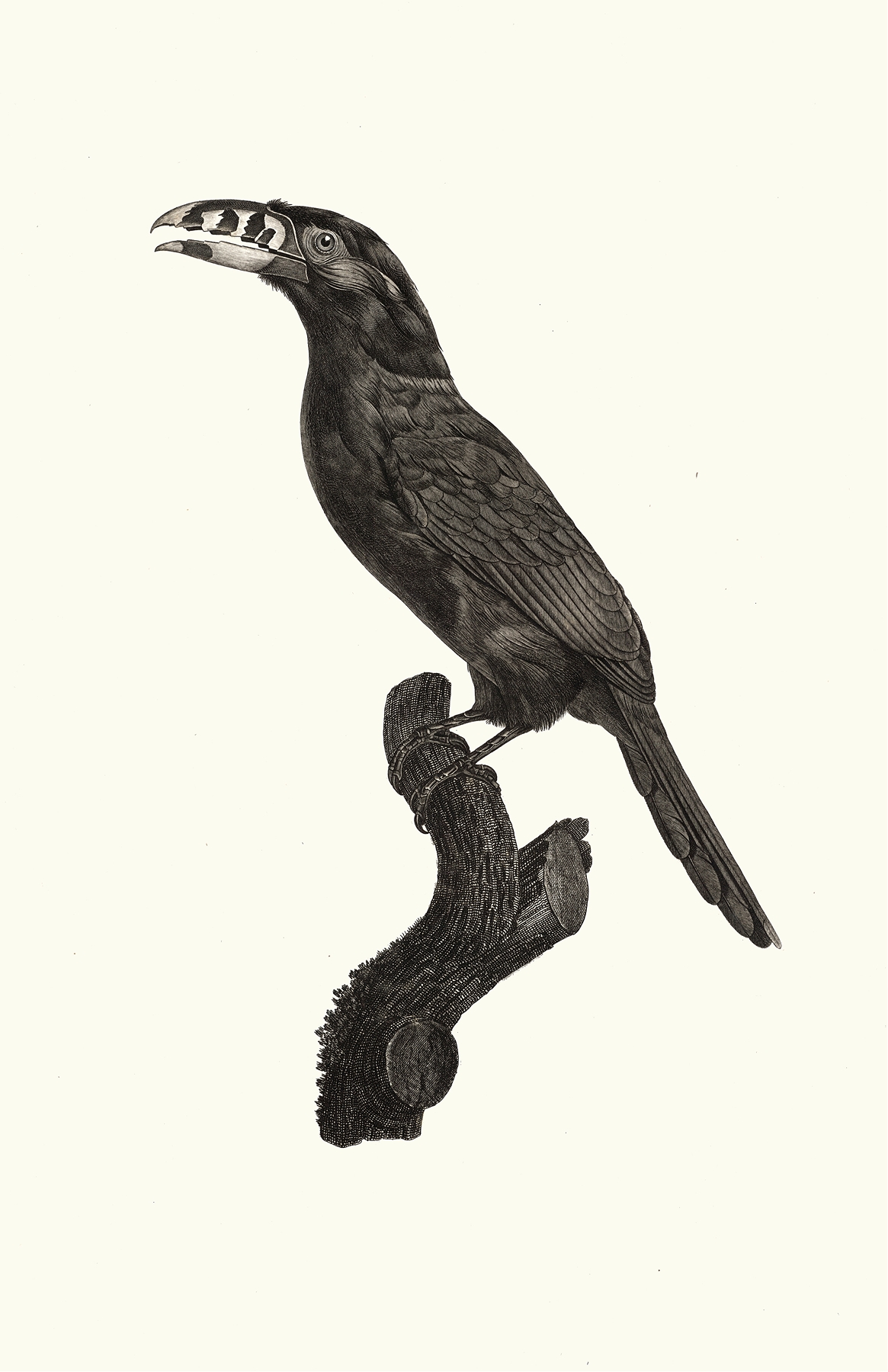 L’Aracari Koulik mâle du Brésil. by Jacques Barraband