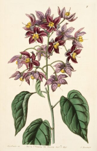 Large-anthered Bitter-sweet by Sydenham Edwards