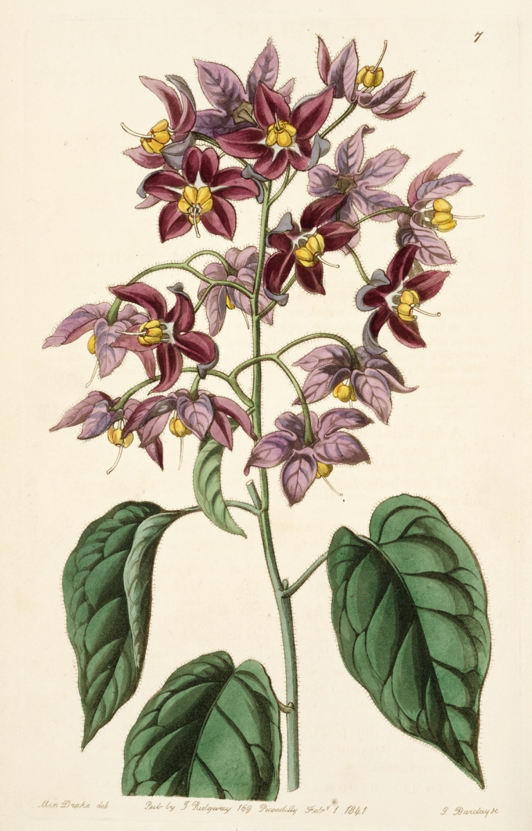 Large-anthered Bitter-sweet by Sydenham Edwards