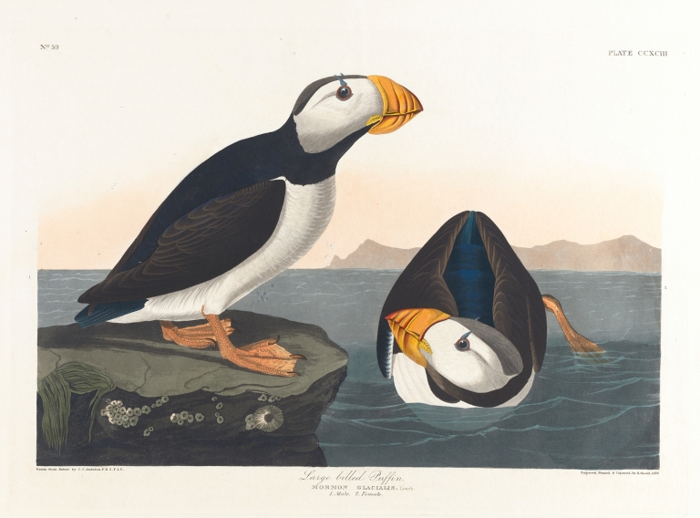 Large-billed puffin by John James Audubon