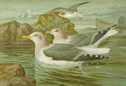 Larus argentatus Brunn by Johann Friedrich Naumann